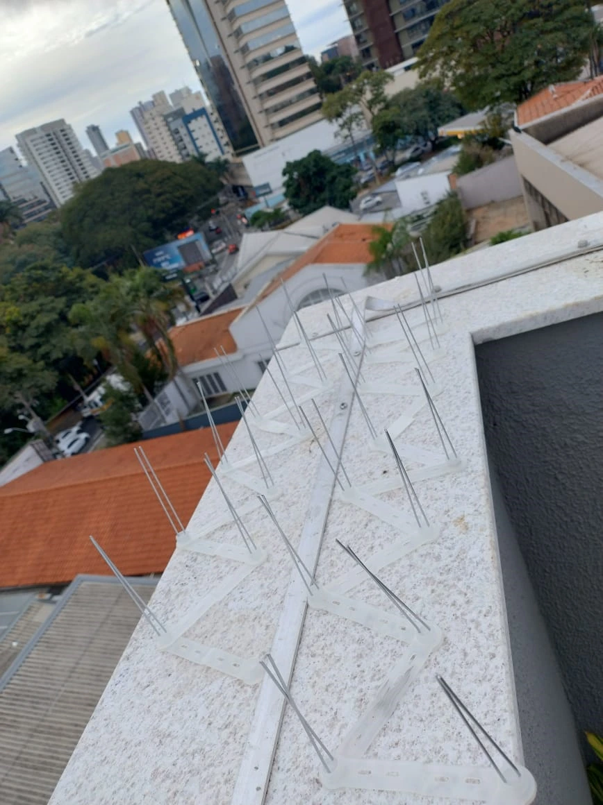 Controle de pombos em Campinas